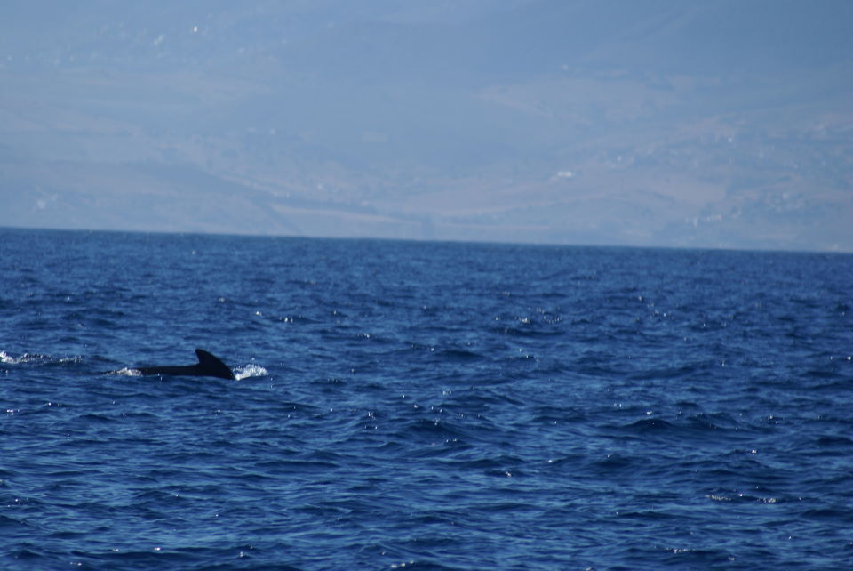 Avistamiento de Ballenas